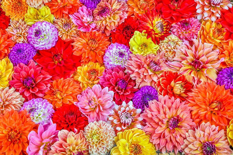Usa-Washington State-Sammamish Group of Dahlias White Modern Wood Framed Art Print with Double Matting by Looney, Hollice