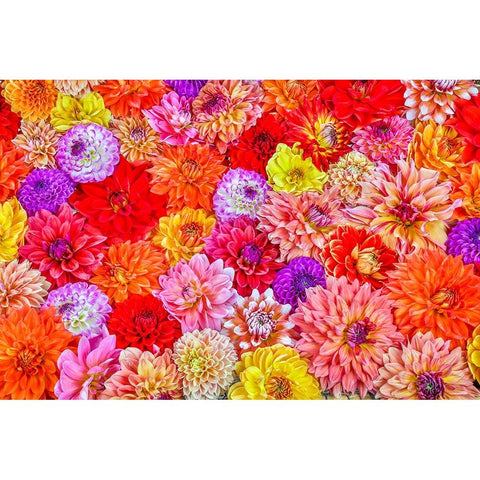 Usa-Washington State-Sammamish Group of Dahlias Black Modern Wood Framed Art Print by Looney, Hollice