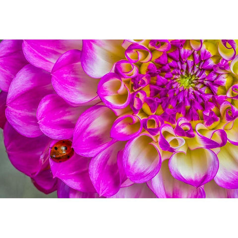 Usa-Washington State-Sammamish Ladybug on a Dahlia Gold Ornate Wood Framed Art Print with Double Matting by Looney, Hollice