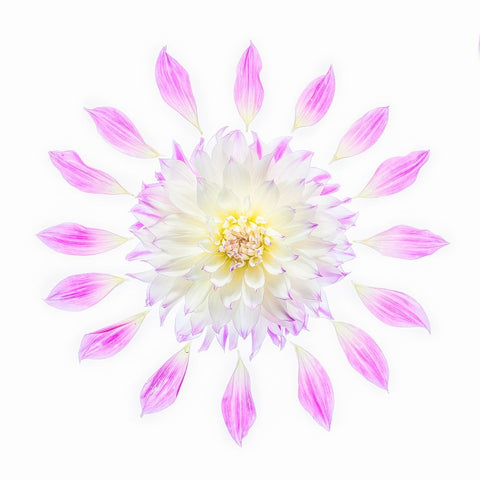 Usa-Washington State-Sammamish Flower Design Black Ornate Wood Framed Art Print with Double Matting by Looney, Hollice