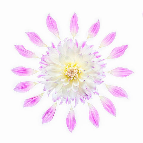 Usa-Washington State-Sammamish Flower Design Black Modern Wood Framed Art Print by Looney, Hollice