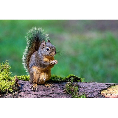 Issaquah-Washington State-USA-Western Gray Squirrel standing on a log eating a peanut Black Modern Wood Framed Art Print by Horton, Janet