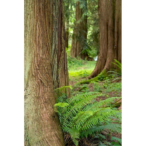Issaquah-Washington State-USA-Western Redcedar tree trunks with western sword ferns Black Modern Wood Framed Art Print by Horton, Janet