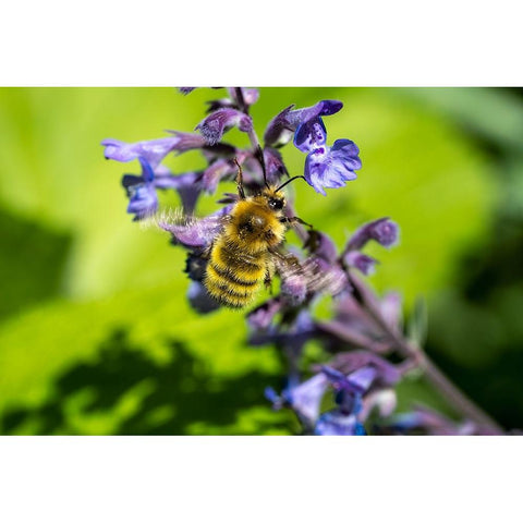 Issaquah-Washington State-USA-Honeybee pollinating a Walkers Low catnip-Nepeta Walkers Low Black Modern Wood Framed Art Print by Horton, Janet