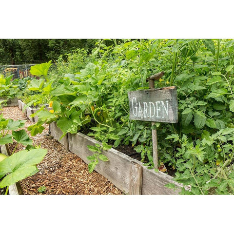 Issaquah-Washington State-USA Cherry tomato plants Black Modern Wood Framed Art Print by Horton, Janet