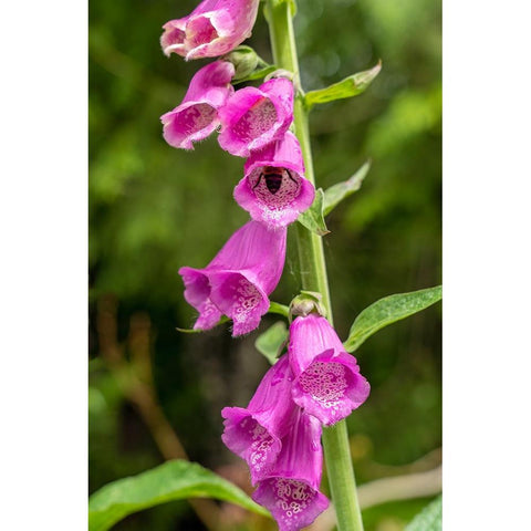 Issaquah-Washington State-USA Common Foxglove (Digitalis purpurea) Black Modern Wood Framed Art Print with Double Matting by Horton, Janet