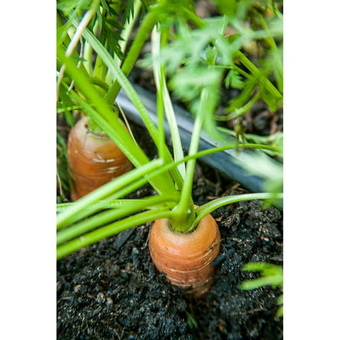 Issaquah-Washington State-USA Yaya carrots growing with tops showing Black Modern Wood Framed Art Print by Horton, Janet