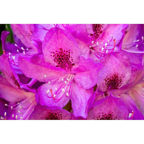 Issaquah-Washington State-USA Deep Pink rhododendron in bloom  Black Modern Wood Framed Art Print with Double Matting by Horton, Janet