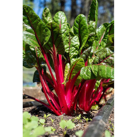 Issaquah-Washington State-USA Over-wintered Ruby Red Chard plants Gold Ornate Wood Framed Art Print with Double Matting by Horton, Janet