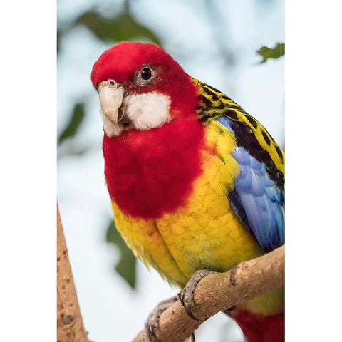 Seattle-Washington State-USA Eastern Rosella Gold Ornate Wood Framed Art Print with Double Matting by Horton, Janet