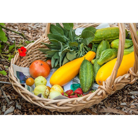 Issaquah-Washington State-USA Basket of freshly harvested produce Black Modern Wood Framed Art Print by Horton, Janet