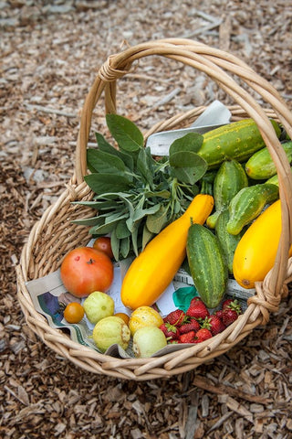 Issaquah-Washington State-USA Basket of freshly harvested produce White Modern Wood Framed Art Print with Double Matting by Horton, Janet