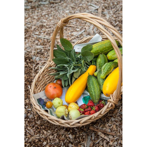 Issaquah-Washington State-USA Basket of freshly harvested produce Black Modern Wood Framed Art Print by Horton, Janet