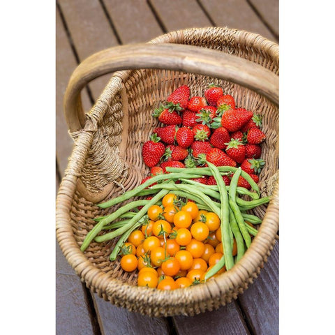 Issaquah-Washington State-USA Basket of freshly picked strawberries White Modern Wood Framed Art Print by Horton, Janet