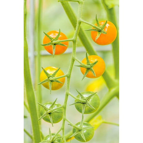 Issaquah-Washington State-USA Cluster of Sun Gold cherry tomatoes Black Modern Wood Framed Art Print by Horton, Janet