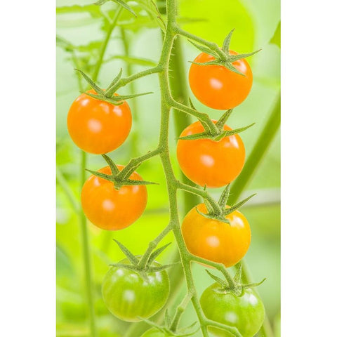 Issaquah-Washington State-USA Cluster of Sun Gold cherry tomatoes Black Modern Wood Framed Art Print with Double Matting by Horton, Janet