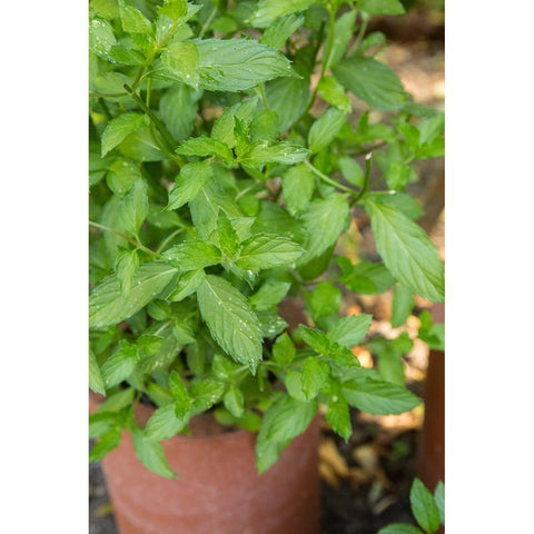 Bellevue-Washington State-USA Spearmint growing in a clay pot Black Modern Wood Framed Art Print by Horton, Janet