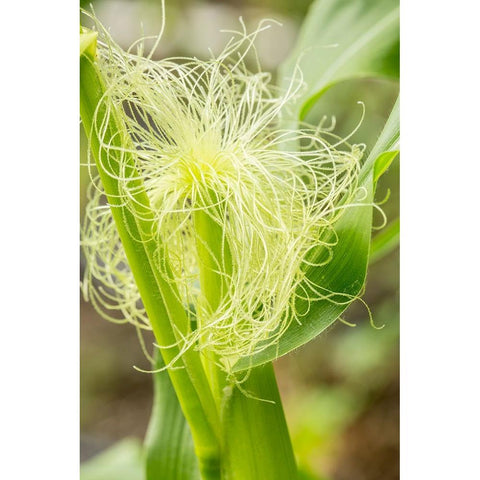Issaquah-Washington State-USA An ear of unripe corn White Modern Wood Framed Art Print by Horton, Janet