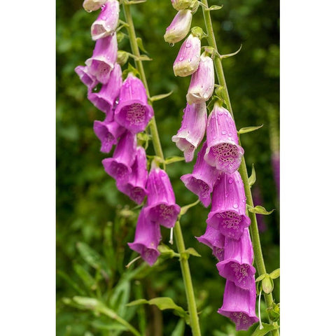 Issaquah-Washington State-USA Common Foxglove (Digitalis purpurea) Black Modern Wood Framed Art Print by Horton, Janet