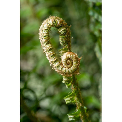 Issaquah-Washington State-USA Western Swordfern fiddleheads Fronds Gold Ornate Wood Framed Art Print with Double Matting by Horton, Janet