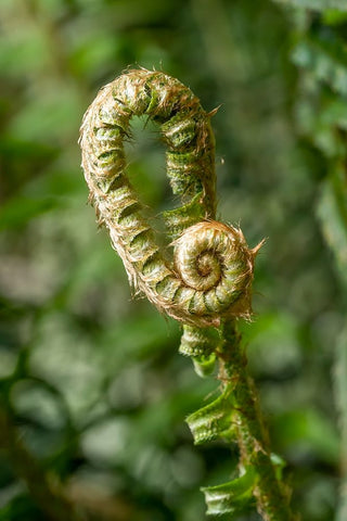 Issaquah-Washington State-USA Western Swordfern fiddleheads Fronds White Modern Wood Framed Art Print with Double Matting by Horton, Janet