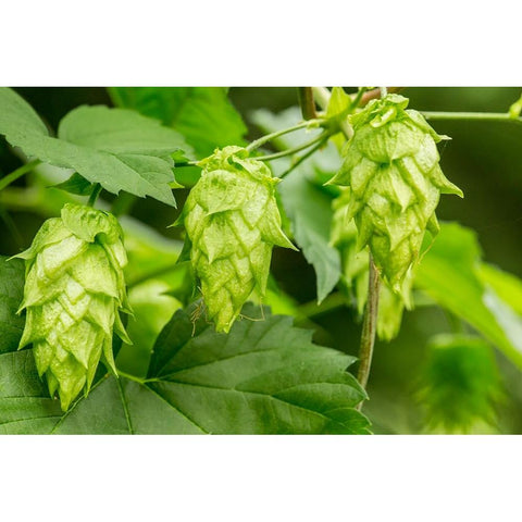 Issaquah-Washington State-USA Close-up of hops cones Black Modern Wood Framed Art Print by Horton, Janet