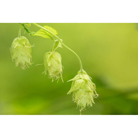 Issaquah-Washington State-USA Close-up of hops cones Black Modern Wood Framed Art Print by Horton, Janet