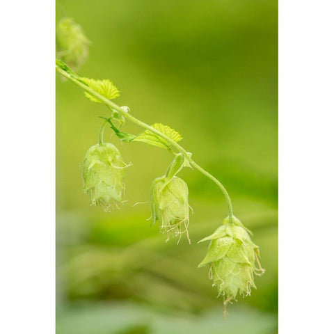 Issaquah-Washington State-USA Close-up of hops cones Black Modern Wood Framed Art Print by Horton, Janet