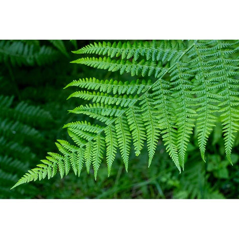 Issaquah-Washington State-USA Lady fern plant White Modern Wood Framed Art Print by Horton, Janet