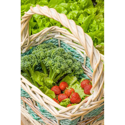 Issaquah-Washington State-USA Basket of freshly harvested Blue Wind broccoli Black Modern Wood Framed Art Print with Double Matting by Horton, Janet