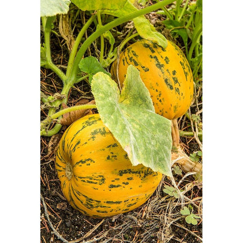 Issaquah-Washington State-USA Kakai pumpkins growing in a garden White Modern Wood Framed Art Print by Horton, Janet