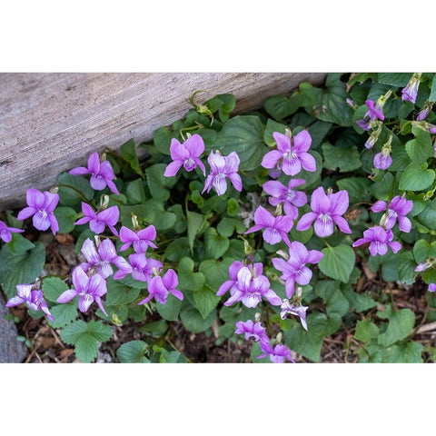 Issaquah-Washington State-USA Viola sororia or called Common Blue Violet Black Modern Wood Framed Art Print by Horton, Janet