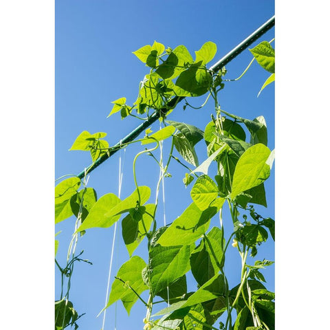 Maple Valley-Washington State-USA Good Mother Stallard heirloom pole green beans Gold Ornate Wood Framed Art Print with Double Matting by Horton, Janet