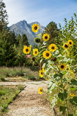 Leavenworth-Washington State-USA Helianthus Chrysanthemum flowered series sunflowers White Modern Wood Framed Art Print with Double Matting by Horton, Janet