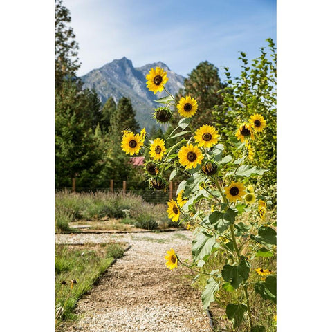 Leavenworth-Washington State-USA Helianthus Chrysanthemum flowered series sunflowers Gold Ornate Wood Framed Art Print with Double Matting by Horton, Janet
