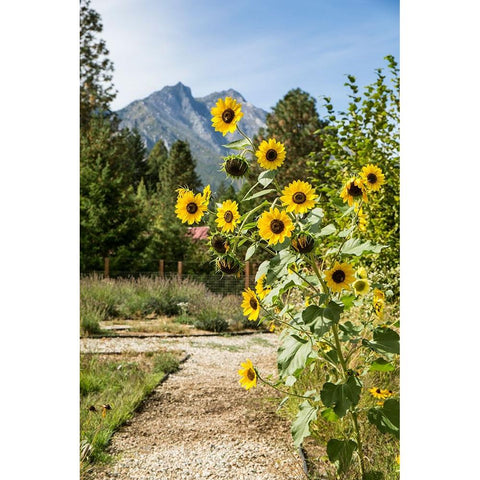 Leavenworth-Washington State-USA Helianthus Chrysanthemum flowered series sunflowers Black Modern Wood Framed Art Print by Horton, Janet