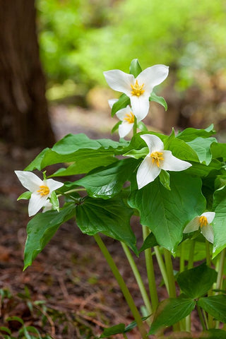 Issaquah-Washington State-USA Western Trillium wildflowers Black Ornate Wood Framed Art Print with Double Matting by Horton, Janet