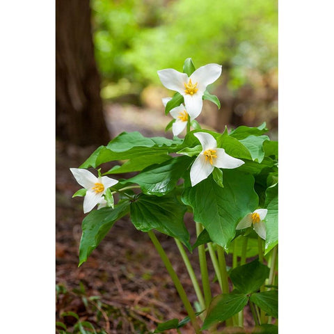 Issaquah-Washington State-USA Western Trillium wildflowers Black Modern Wood Framed Art Print by Horton, Janet