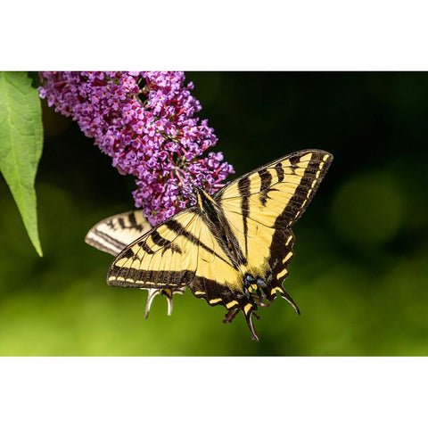 Issaquah-Washington State-USA Two Western Tiger Swallowtail butterflies Black Modern Wood Framed Art Print with Double Matting by Horton, Janet