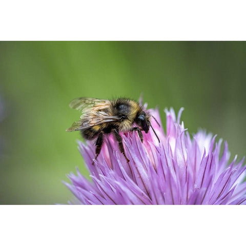 Issaquah-Washington State-USA Yellow Head Bumblebee (Bombus flavifrons) pollinating a chive blossom Black Modern Wood Framed Art Print by Horton, Janet