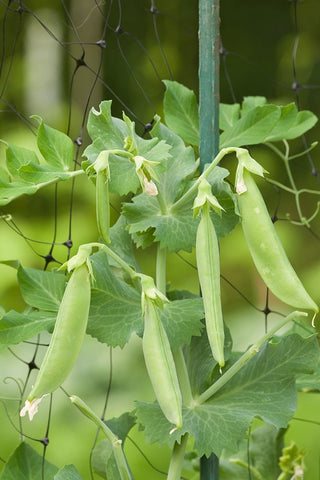 Issaquah-Washington State-USA Sugar snap peas growing on a netting trellis strung between poles Black Ornate Wood Framed Art Print with Double Matting by Horton, Janet
