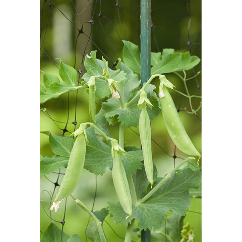Issaquah-Washington State-USA Sugar snap peas growing on a netting trellis strung between poles Gold Ornate Wood Framed Art Print with Double Matting by Horton, Janet