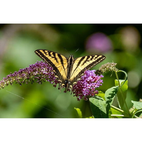 Issaquah-Washington State-USA Western Tiger Swallowtail butterfly pollinating a Butterfly Bush Gold Ornate Wood Framed Art Print with Double Matting by Horton, Janet