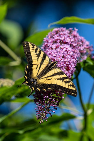 Issaquah-Washington State-USA Western Tiger Swallowtail butterfly pollinating a Butterfly Bush Black Ornate Wood Framed Art Print with Double Matting by Horton, Janet