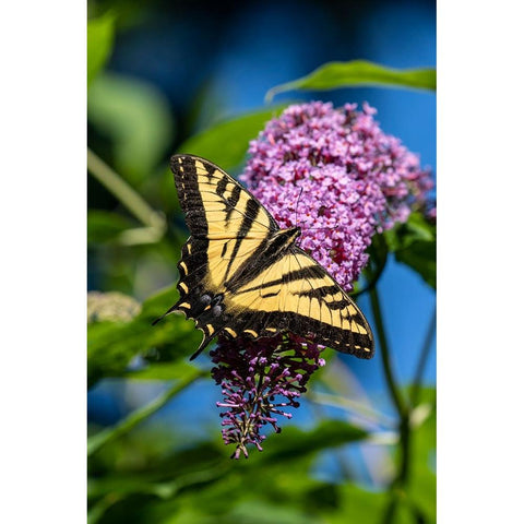 Issaquah-Washington State-USA Western Tiger Swallowtail butterfly pollinating a Butterfly Bush Gold Ornate Wood Framed Art Print with Double Matting by Horton, Janet