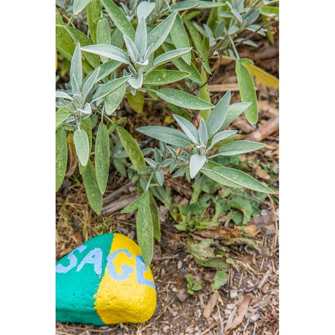 Issaquah-Washington State-USA Sage plant with a painted rock saying sage in an herb garden Black Modern Wood Framed Art Print with Double Matting by Horton, Janet