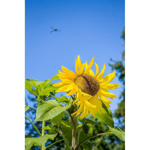 Bellevue-Washington State-USA Dragonfly in flight over sunflower plant on a sunny day Black Modern Wood Framed Art Print by Horton, Janet