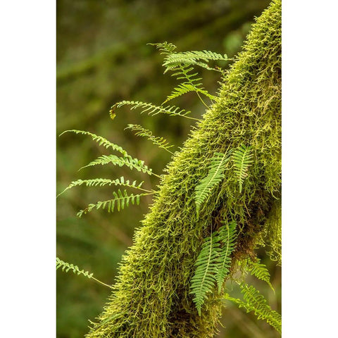 Hobart-Washington State-USA Moss-covered tree with licorice ferns growing out of it White Modern Wood Framed Art Print by Horton, Janet