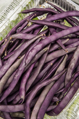 Bellevue-Washington State-USA Freshly harvested Violet Podded Stringless pole beans White Modern Wood Framed Art Print with Double Matting by Horton, Janet