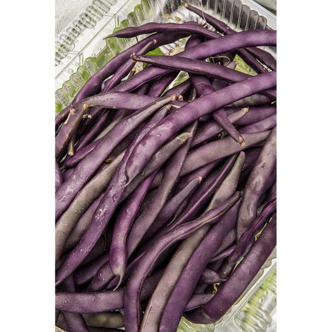 Bellevue-Washington State-USA Freshly harvested Violet Podded Stringless pole beans Black Modern Wood Framed Art Print by Horton, Janet